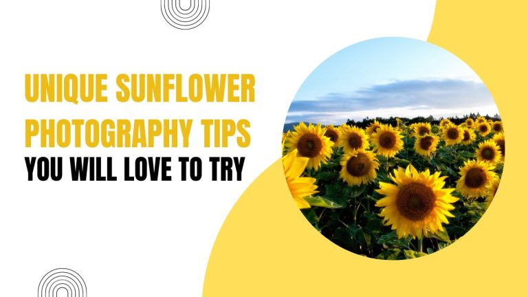 10 Unique Sunflower Photography Tips You Will Love to Try!