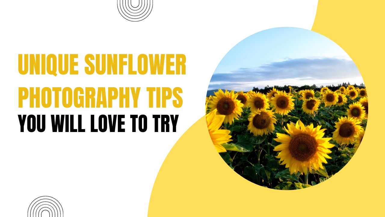 Unique Sunflower Photography Tips